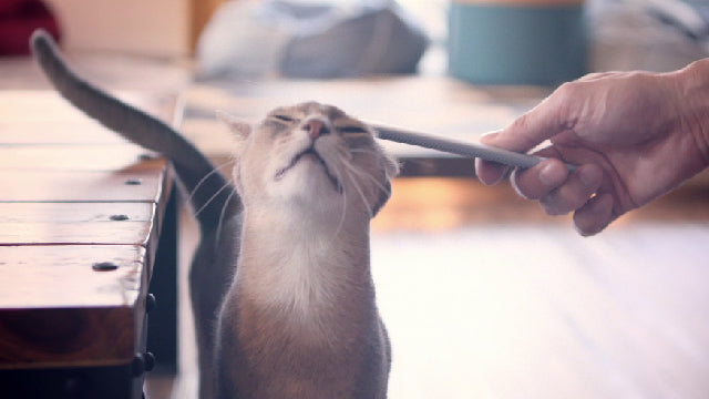 (預訂|全港免運) Wataoka 日本製 貓咪按摩神器 仿貓舌按摩梳 貓梳【約10-15個工作日內寄出】 - Premium Mall HK